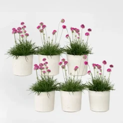 Engels gras - Set van 6 - Armeria maritima 'Deep Rose' - Hoogte 20-30cm - ⌀12cm