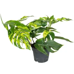 Epipremnum pinnatum 'Goldfinger' - Goudrank - Hoogte 25-35 cm - ø17cm
