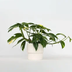 Epipremnum pinnatum 'Goldfinger' - Goudrank - Hoogte 25-35 cm - ø17cm
