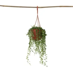 Erwtenplant - Senecio rowleyanus - Hoogte 10-20cm - ⌀12cm