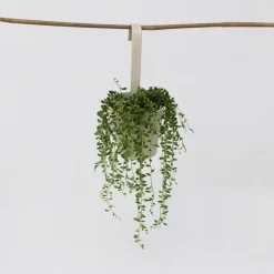 Erwtenplant - Senecio rowleyanus - Hoogte 10-20cm - ⌀12cm