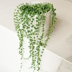 Erwtenplant - Senecio rowleyanus - Hoogte 10-20cm - ⌀12cm