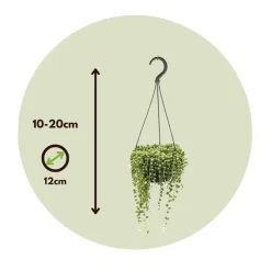 Erwtenplant - Senecio rowleyanus - Hoogte 10-20cm - ⌀12cm