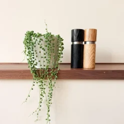 Erwtenplant - Senecio rowleyanus - Hoogte 10-20cm - ⌀12cm