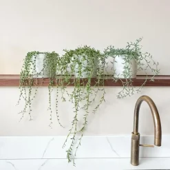 Erwtenplant - Senecio rowleyanus - Hoogte 10-20cm - ⌀12cm