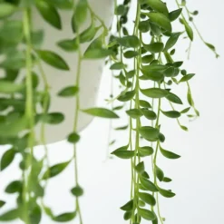 Erwtenplant - Senecio rowleyanus - Hoogte 10-20cm - ⌀12cm