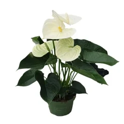 Flamingoplant - Anthurium 'Alpine White' - Hoogte 40-55cm - ø14cm