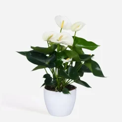 Flamingoplant - Anthurium 'Alpine White' - Hoogte 40-55cm - ø14cm