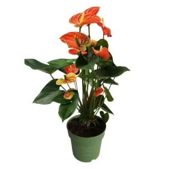 Flamingoplant - Anthurium 'Madural Orange' - Hoogte 55-70cm - ø17cm