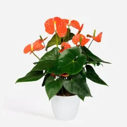 Flamingoplant - Anthurium 'Madural Orange' - Hoogte 55-70cm - ø17cm