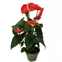 Flamingoplant - Anthurium 'Madural Red' - Hoogte 40-45cm - ø14cm