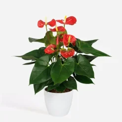 Flamingoplant - Anthurium 'Madural Red' - Hoogte 40-45cm - ø14cm
