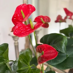 Flamingoplant - Anthurium 'Madural Red' - Hoogte 40-45cm - ø14cm