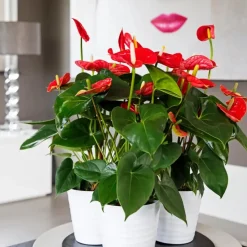 Flamingoplant - Anthurium 'Madural Red' - Hoogte 40-45cm - ø14cm