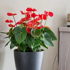 Flamingoplant - Anthurium 'Madural Red' - Hoogte 40-45cm - ø14cm