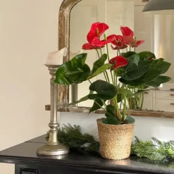 Flamingoplant - Anthurium 'Madural Red' - Hoogte 40-45cm - ø14cm