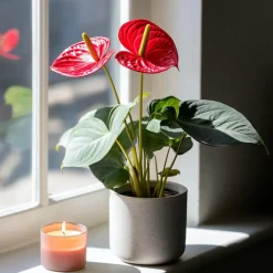Flamingoplant - Anthurium 'Madural Red' - Hoogte 40-45cm - ø14cm