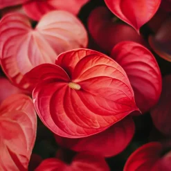 Flamingoplant - Anthurium 'Madural Red' - Hoogte 40-45cm - ø14cm