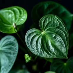 Flamingoplant - Anthurium 'Madural Red' - Hoogte 40-45cm - ø14cm