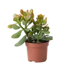 Geldboom - Crassula ovata 'Sunset' - Hoogte 15-20cm - ⌀12cm