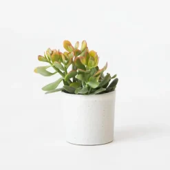 Geldboom - Crassula ovata 'Sunset' - Hoogte 15-20cm - ⌀12cm