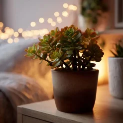 Geldboom - Crassula ovata 'Sunset' - Hoogte 15-20cm - ⌀12cm