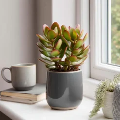 Geldboom - Crassula ovata 'Sunset' - Hoogte 15-20cm - ⌀12cm
