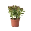 Geldboom - Crassula ovata - Hoogte 15-25 cm - ø 12 cm