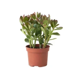 Geldboom - Crassula ovata - Hoogte 15-25 cm - ø 12 cm