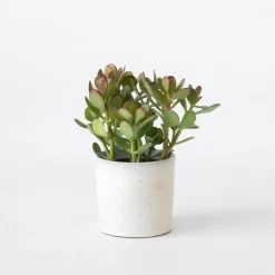 Geldboom - Crassula ovata - Hoogte 15-25 cm - ø 12 cm