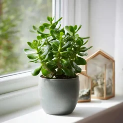 Geldboom - Crassula ovata - Hoogte 15-25 cm - ø 12 cm