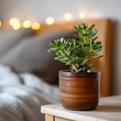 Geldboom - Crassula ovata - Hoogte 15-25 cm - ø 12 cm