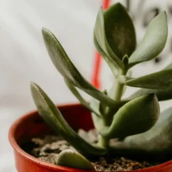 Geldboom - Crassula ovata - Hoogte 15-25 cm - ø 12 cm