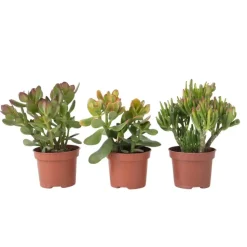 Geldboom - Mix van 3 - Crassula Minor, Hobbit, Sunset - Hoogte 10-25cm - ø12cm