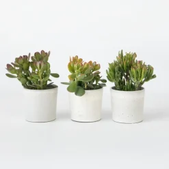 Geldboom - Mix van 3 - Crassula Minor, Hobbit, Sunset - Hoogte 10-25cm - ø12cm