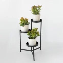 Geldboom - Mix van 3 - Crassula Minor, Hobbit, Sunset - Hoogte 10-25cm - ø12cm