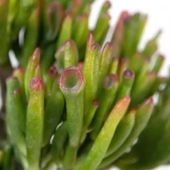 Geldboom - Mix van 3 - Crassula Minor, Hobbit, Sunset - Hoogte 10-25cm - ø12cm