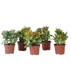 Geldboom - Mix van 5 Crassula ovata soorten - Hoogte 10-25cm - Pot 12cm