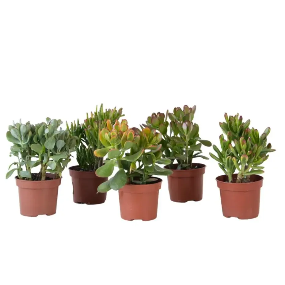 Geldboom - Mix van 5 Crassula ovata soorten - Hoogte 10-25cm - Pot 12cm