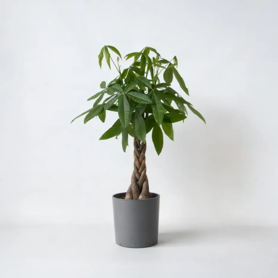 Geldboom - Pachira aquatica - Hoogte 100-120cm - ⌀24cm