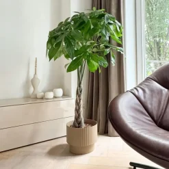 Geldboom - Pachira aquatica - Hoogte 100-120cm - ⌀24cm