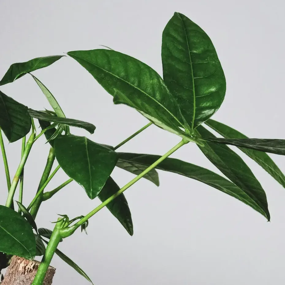 Geldboom - Pachira aquatica - Hoogte 100-120cm - ⌀24cm