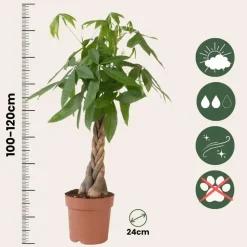 Geldboom - Pachira aquatica - Hoogte 100-120cm - ⌀24cm