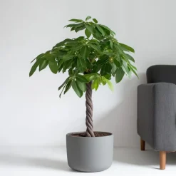 Geldboom - Pachira aquatica - Hoogte 100-120cm - ⌀24cm