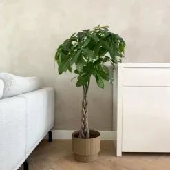 Geldboom - Pachira aquatica - Hoogte 100-120cm - ⌀24cm