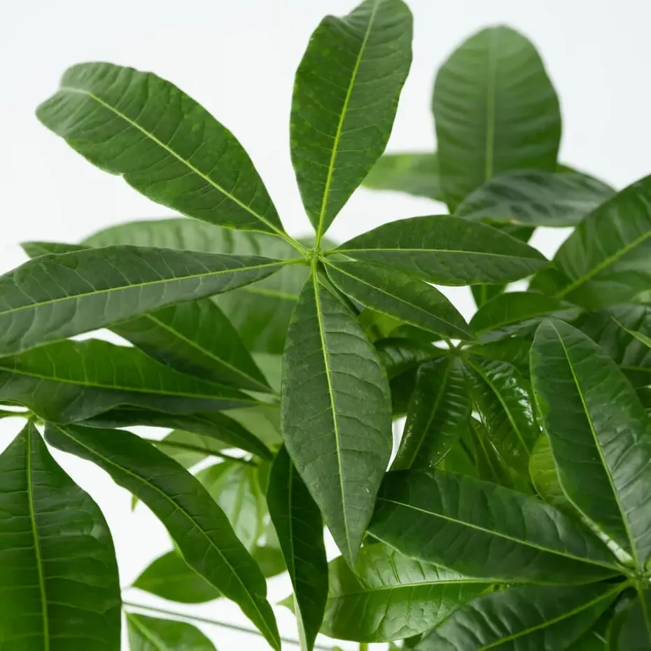 Geldboom - Pachira aquatica - Hoogte 100-120cm - ⌀24cm