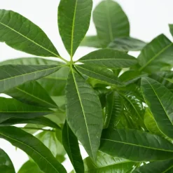 Geldboom - Pachira aquatica - Hoogte 60-70cm - ⌀17cm