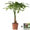 Geldboom - Pachira aquatica - Hoogte 60-70cm - ⌀17cm
