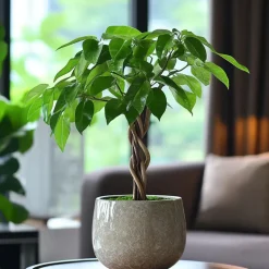 Geldboom - Pachira aquatica - Hoogte 60-70cm - ⌀17cm