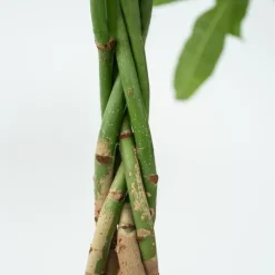 Geldboom - Pachira aquatica - Hoogte 60-70cm - ⌀17cm